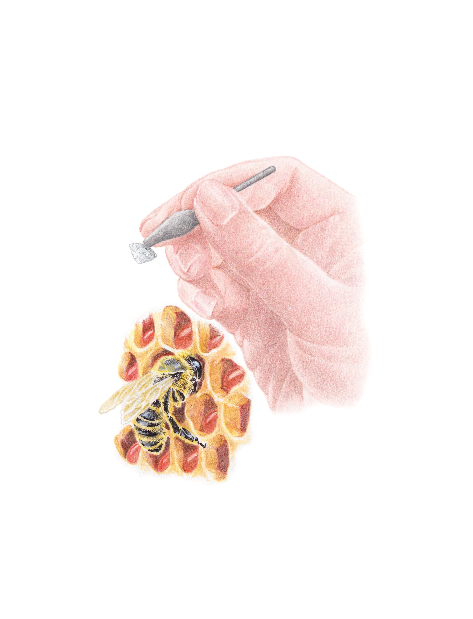 2025-Magazine-BFJ-3x4-Beeswax