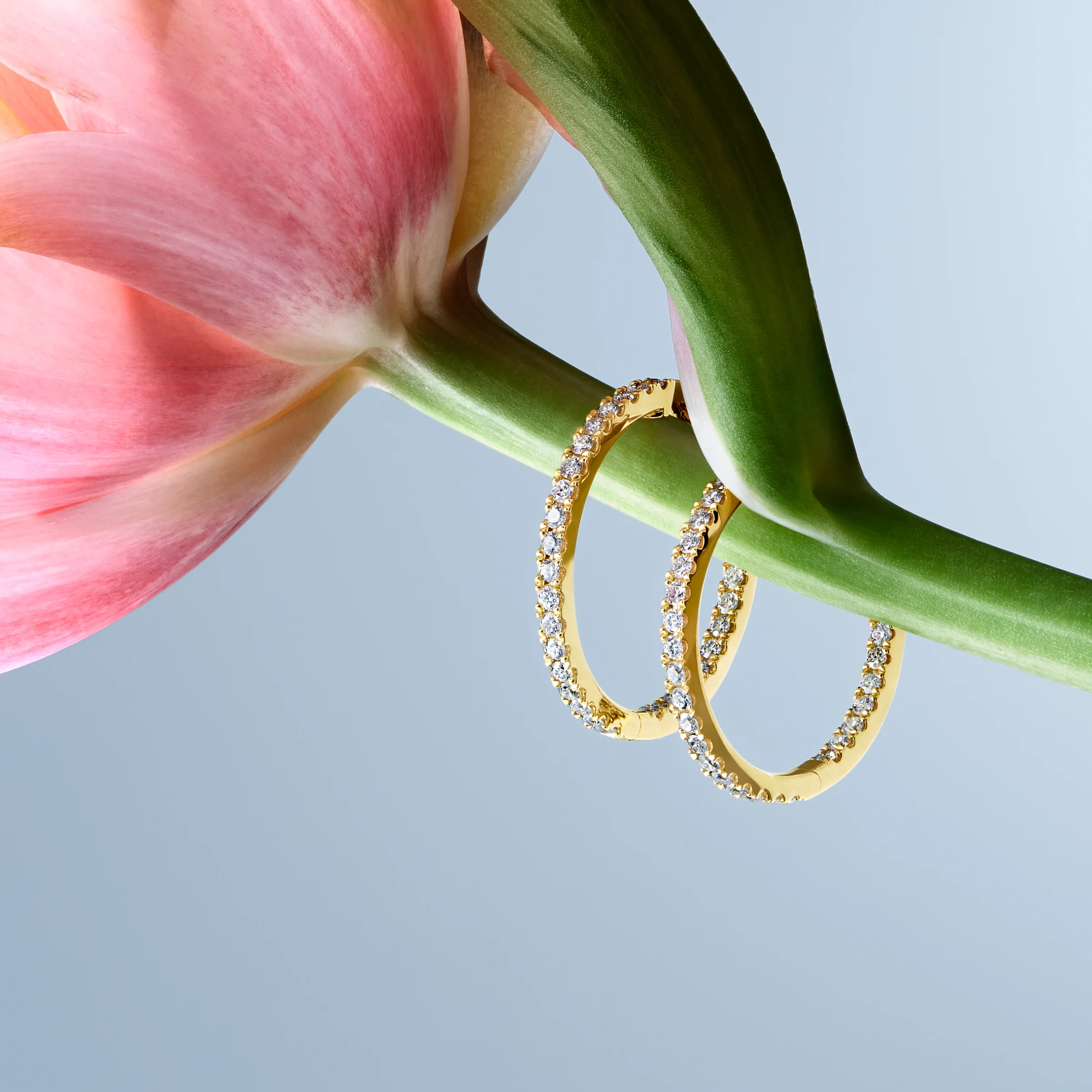 Two gold hoop earrings with diamonds hanging from a green tulip stem with a pink tulip petal in the background.